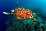 Philippinen - Easy Diving Sipalay - Meeresschildkröte