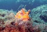 Unterwasserwelt Sardinien © ORCA Dive Club