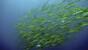 Mirbat - Extra Divers, Unterwasser (4)