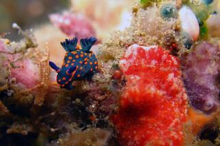 Bunaken - Seabreeze, Blue & Orange Nudi