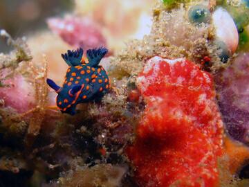 Bunaken - Seabreeze, Blue & Orange Nudi