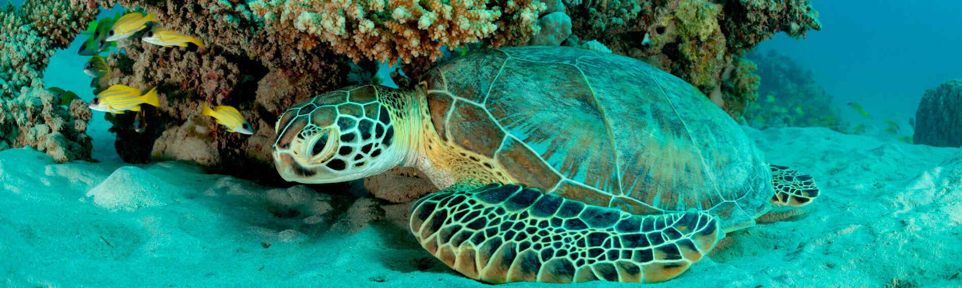 Header Ägypten - Marsa Alam, The Oasis Schildkröte