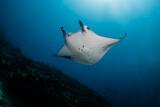 Indonesien - Emperor, Manta 2