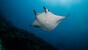 Indonesien - Emperor, Manta 2