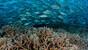 Philippinen - Negros - Dauin - Sea Explorers - Stachelmakrelenschwarm Apo Island