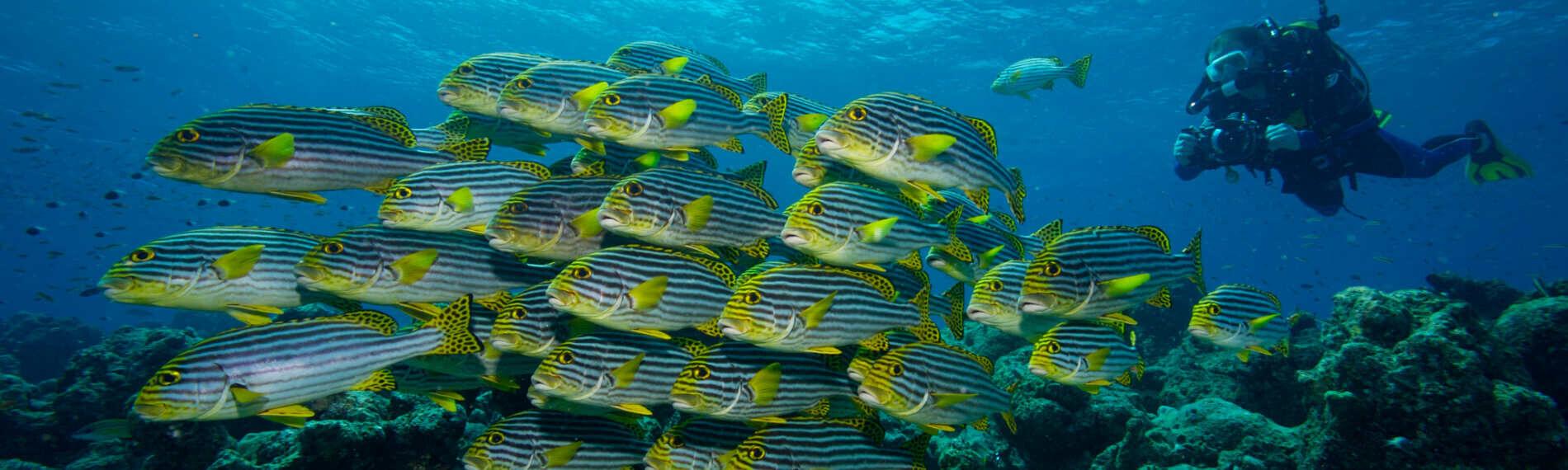 Header - Malediven - Kuredu - Fische