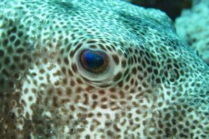 diving.de Bira (Mangga Lodge)