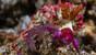 Philippinen - Negros - Dauin - Sea Explorers - Nudi