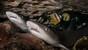 Nabucco Spice Island, 2 Sharks