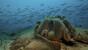 Mirbat - Extra Divers, Unterwasser (3)