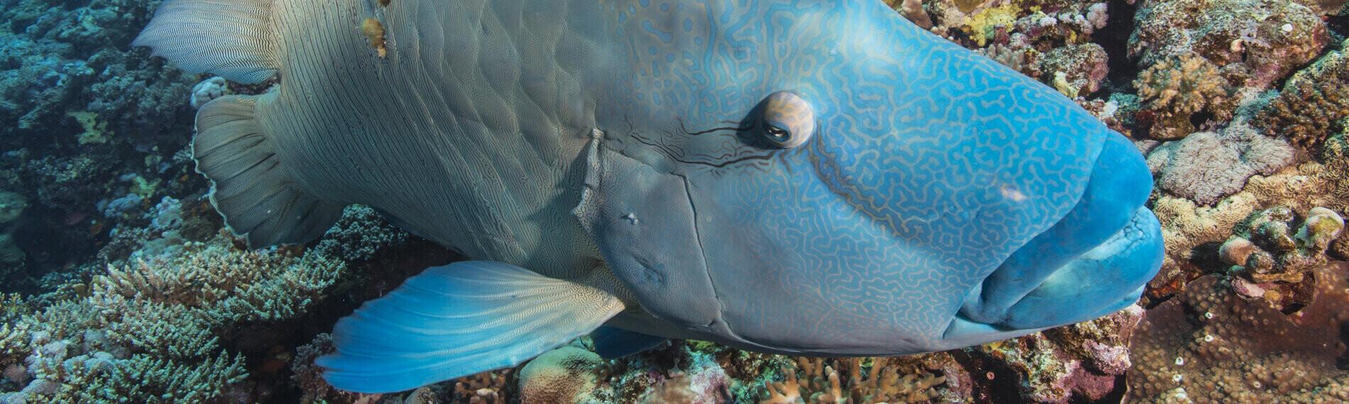 Marsa Alam - Shams Diving, Tauchgebiet
