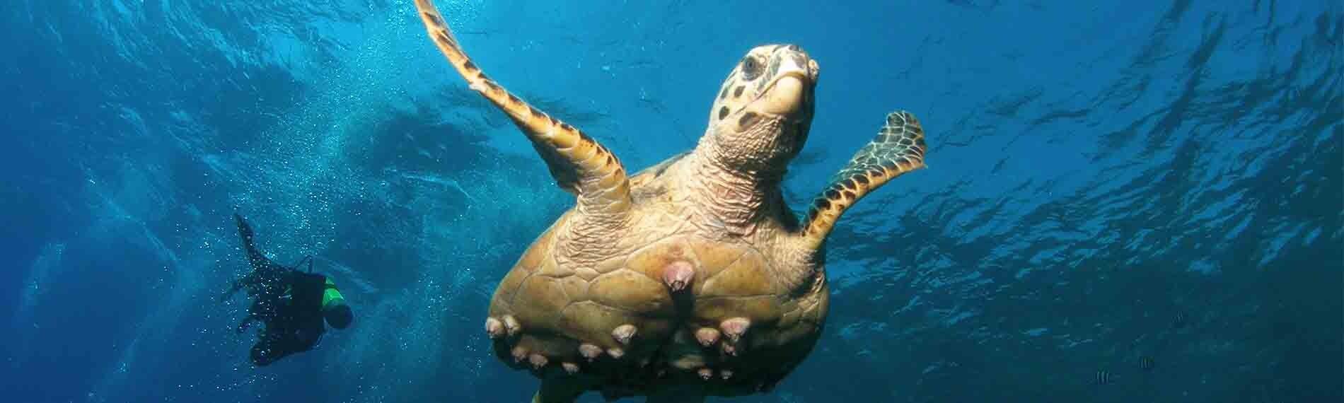 © Lagona Divers