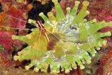 Madeira -  Unterwasser © Manta Diving