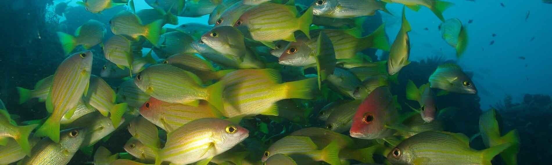 © Dive Timor Lorosae