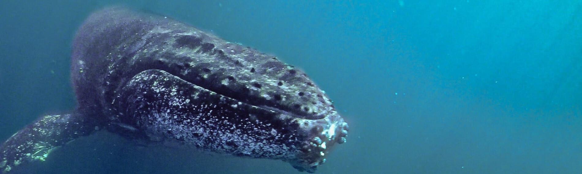 Mozambique - Morrungulo - Buckelwal