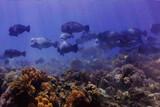 Osttimor - Dive Timor Lorosae - Bumphead Parrotfish