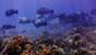 Osttimor - Dive Timor Lorosae - Bumphead Parrotfish