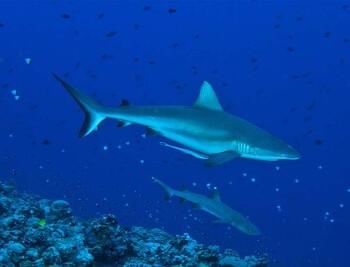 Tauchsafari ab Palau