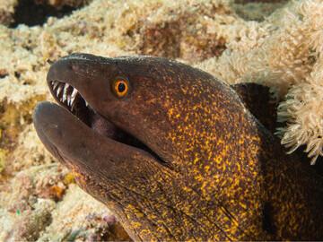 Ägypten - Tauchrevier Hamata