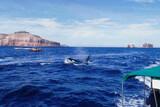 Baja California - The Cortez Club - Orca beim Whalewatching