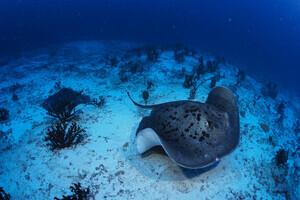 Tauchen auf Fuvahmulah