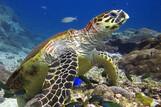 Mirbat Unterwasserimpressionen © Extra Divers, CMara