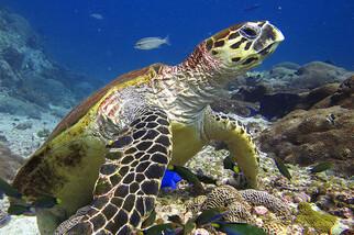 Mirbat Unterwasserimpressionen © Extra Divers, CMara