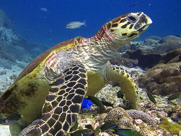Mirbat Unterwasserimpressionen © Extra Divers, CMara
