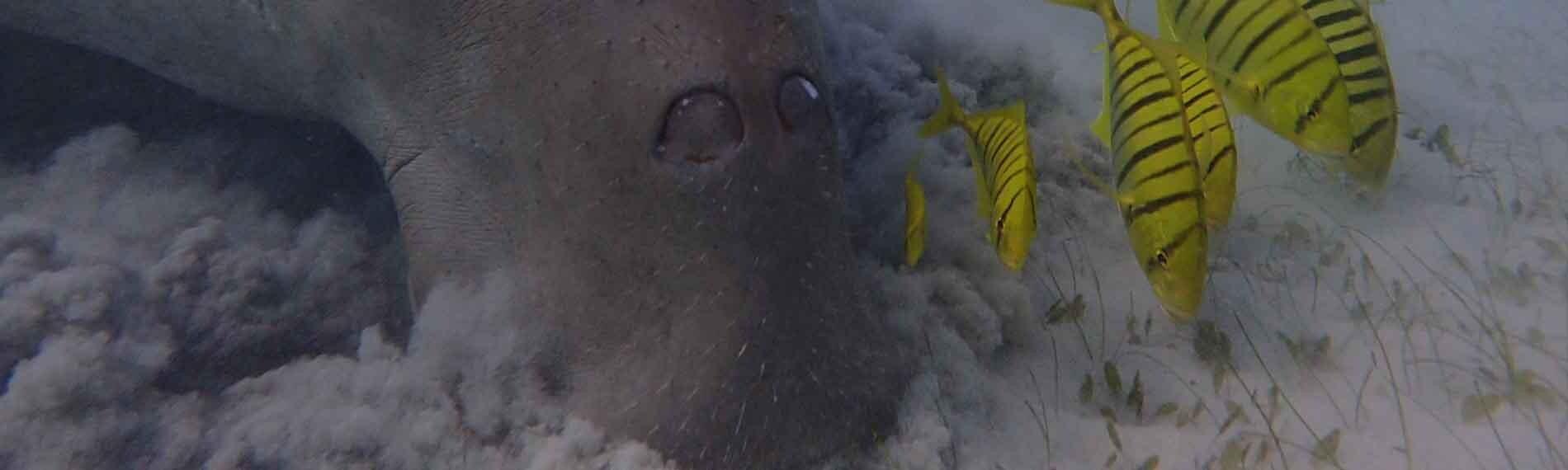 © Dugong Dive Center