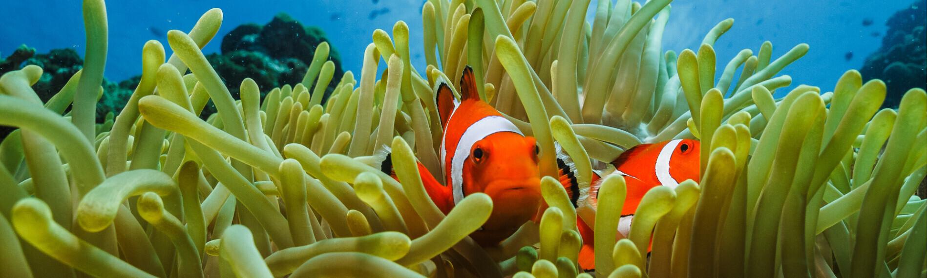 Cebu - Moalboal - Cebu Fun Divers - Clownfish