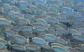 Unterwasserwelt © ORCA Dive Club