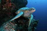 Nordsulawesi - Murex Manado - Schildkröte im Bunaken Nationalpark