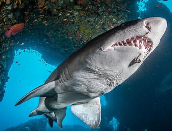 Aliwal Shoal