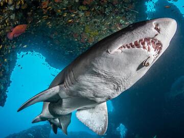 Südafrika - Aliwal Shoal - Tauchrevier - Sandtigerhai