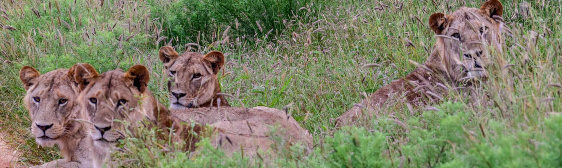 Kenia - Satao Camp - Vier Löwinnen liegen im hohen Gras neben einem Weg in einer offenen Savannenlandschaft.