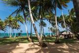 Nicaragua - Little Corn Island - Beach and Bungalow - Palmen