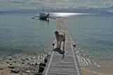 Romblon - Tauchsteg © Ducks Diving
