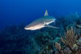 Grand Cayman - Compass Point Dive Resort, Tauchen mit Haien by Martin Strmiska