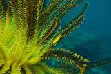 Sali Bay , Unterwasserwelt © Markus Schnieper