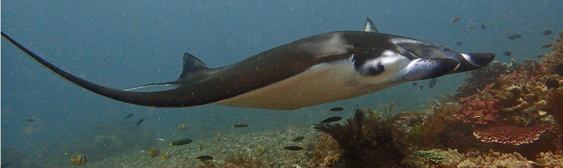 Indonesien - Komodo - Wet Frog Divers - Manta 