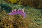 Fuerteventura - Tauchbasis Stefan Heidler, Unterwasserwelt