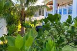 Mauritius La Gaulette - Morne Side Apartement, Garten