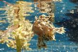 Sali Bay, Unterwasserwelt © Marion Peter