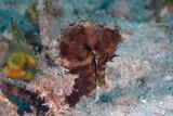 Tansania-Zanzibar-Unterwasser DivePoint-Seahorse-2020