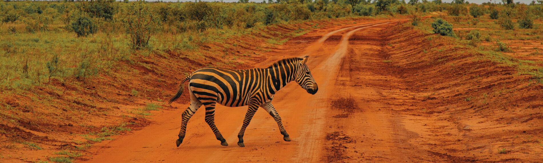 Kenia - Satao Camp - Zebra überquert einen abgelegenen, roten Erdpistenweg in der Savanne unter bedecktem Himmel.