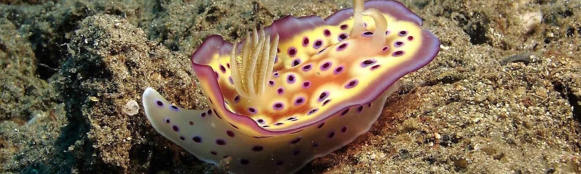 © Dive Timor Lorosae