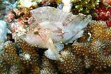Kenia - Temple Point Resort - Extra Divers - Leaf Scorpionfish