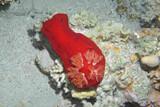 Ägypten - Dahab - Lagona Divers Nord - Spanish Dancer