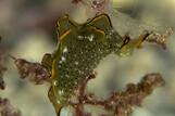 Sali Bay, Unterwasserwelt  © Roberta Piredda