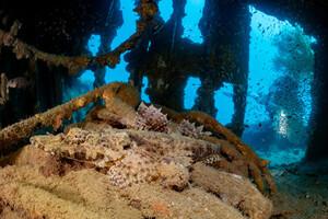 Easy Diving Coron
